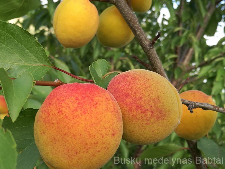 Abrikosas Šiaurės triumfas