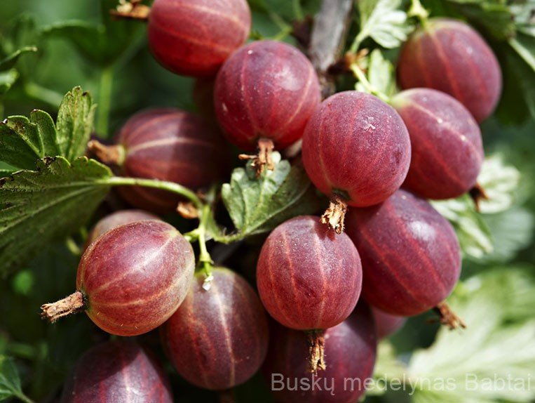 Agrastas Hinnonmaki rot