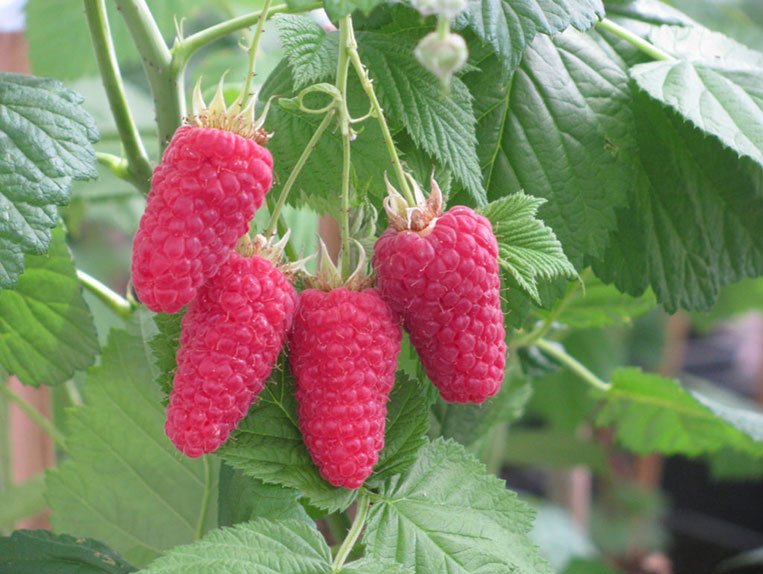 Vasarinė avietė Sokolica