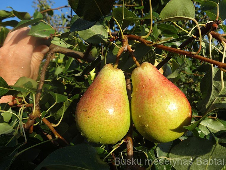 Kriaušė Vasarinė sviestinė (vasarinė)