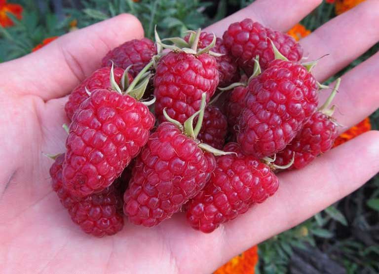 Remontantinė avietė Margarita