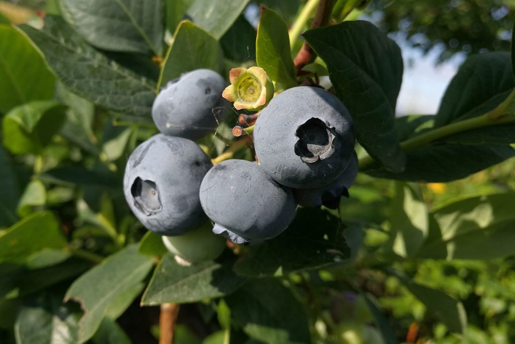 Šilauogių nauda ir veislės